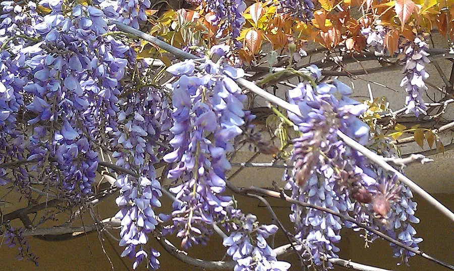 Chinese Wisteria — Flower