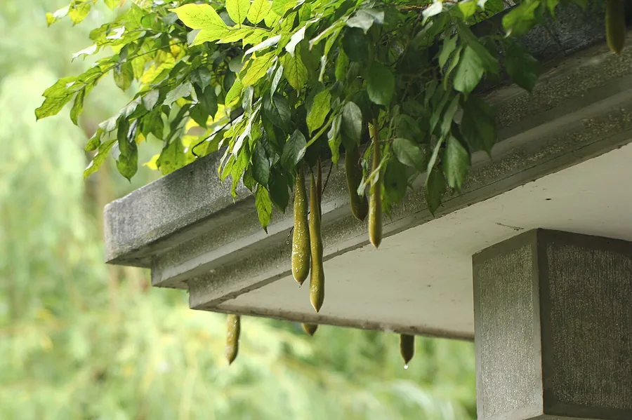 Chinese Wisteria — Fruit / seed
