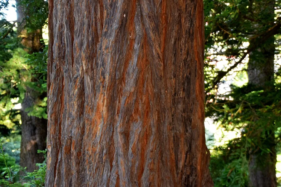 Coast Redwood — Bark & trunk