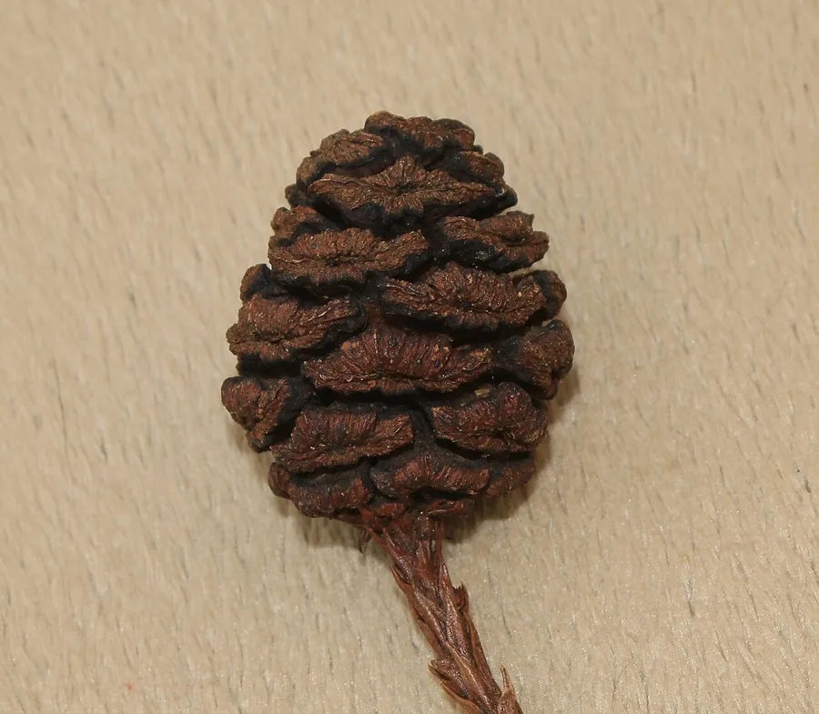 Coast Redwood — Cone