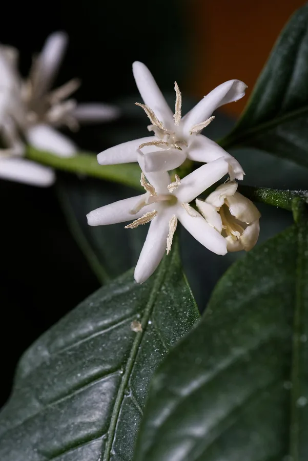 Coffee — Flower