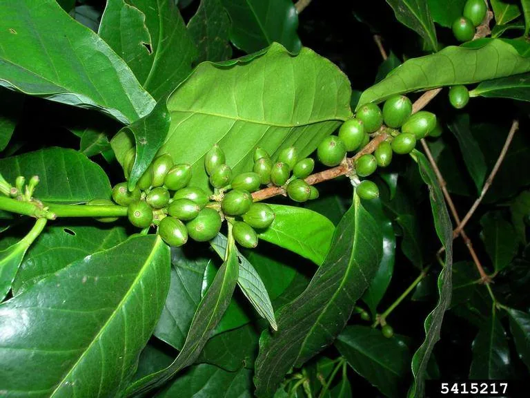 Coffee — Foliage / leaf detail
