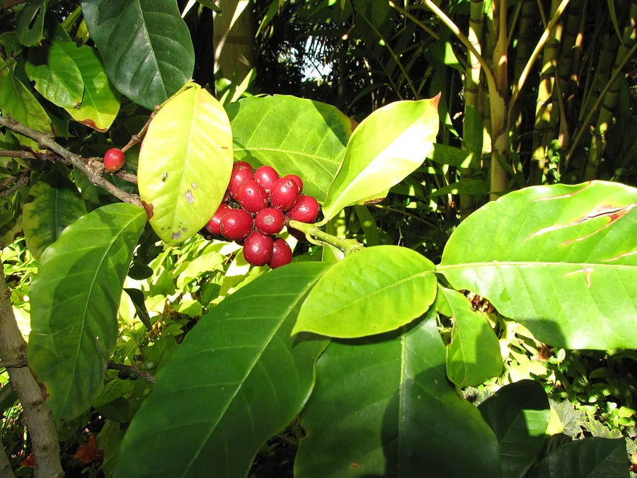 Coffee — Fruit / seed