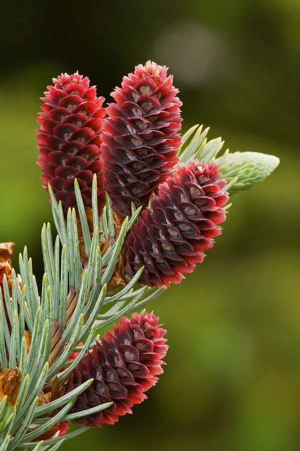Colorado Blue Spruce — Cone