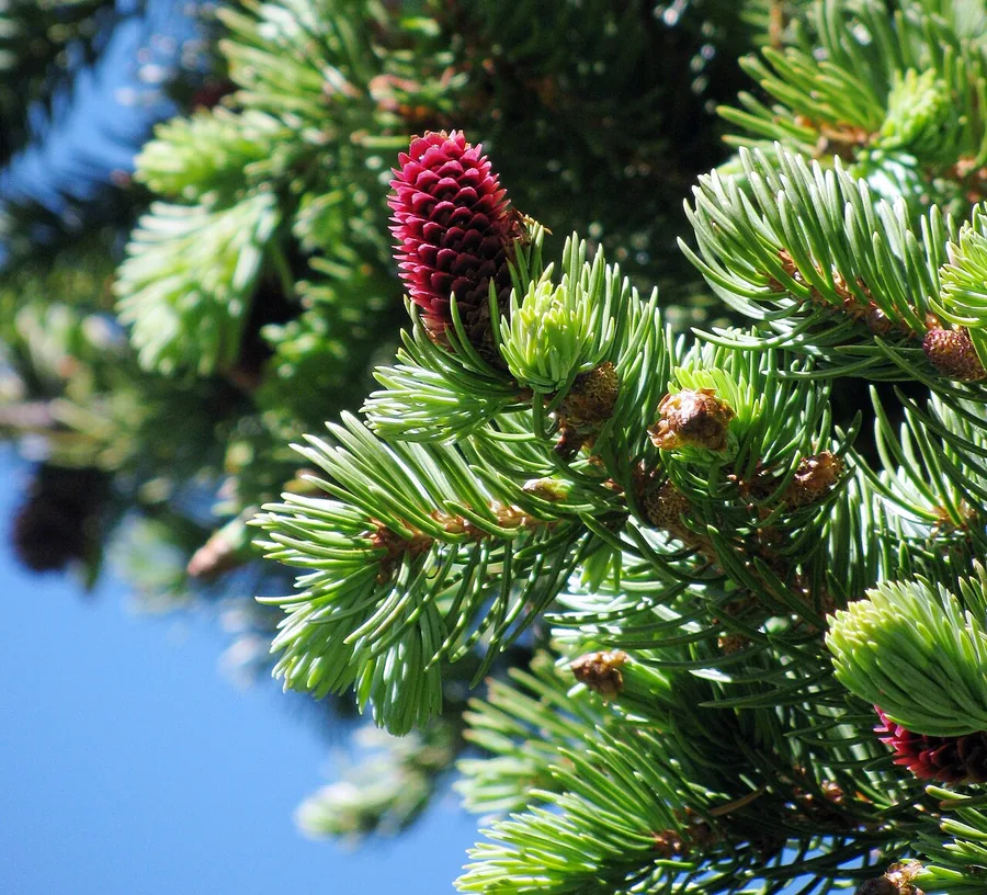 Colorado Blue Spruce — Foliage / leaf detail