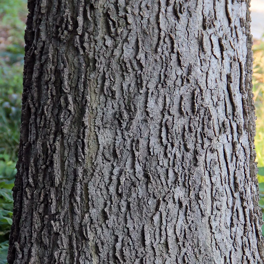 Common Hackberry — Bark & trunk