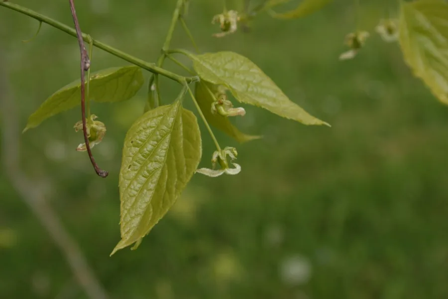 Common Hackberry — Flower
