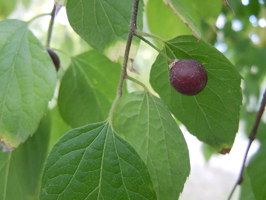 Common Hackberry — Fruit / seed