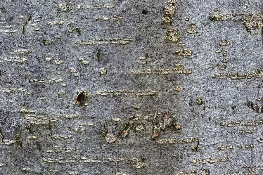 Common Hazel — Bark & trunk