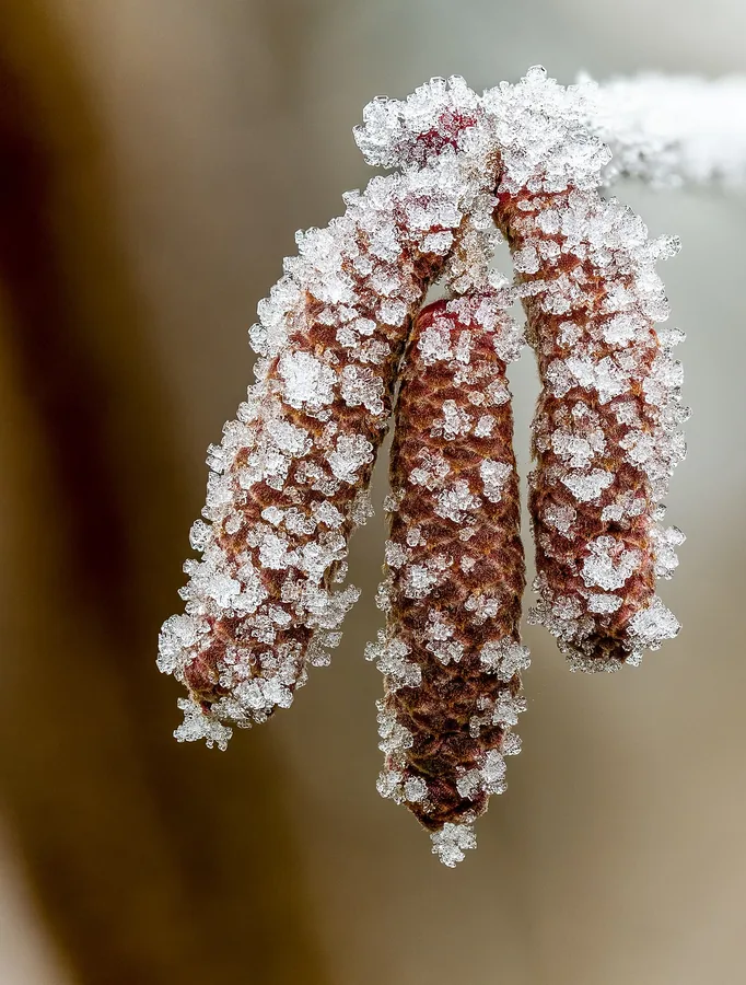Common Hazel — Flower