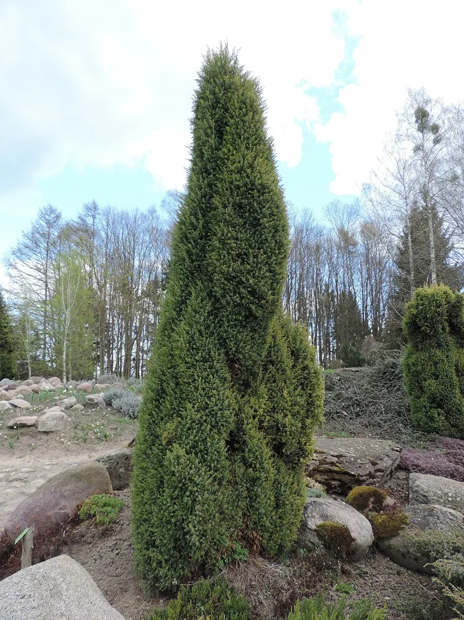 Common Juniper — Cone