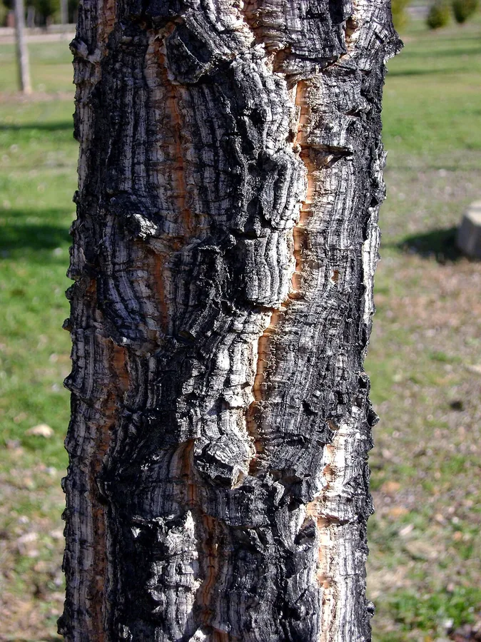 Cork Oak — Bark & trunk