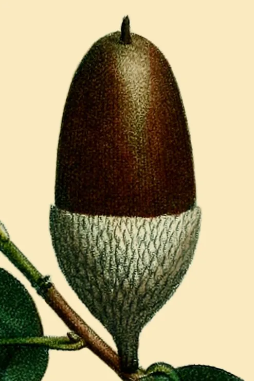 Cork Oak — Fruit / seed