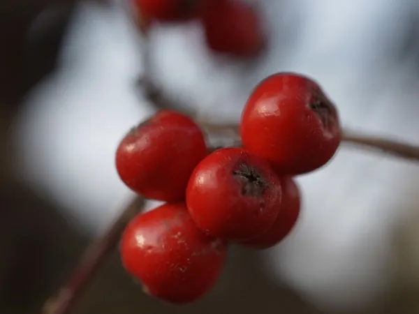 Cotoneaster — Fruit / seed