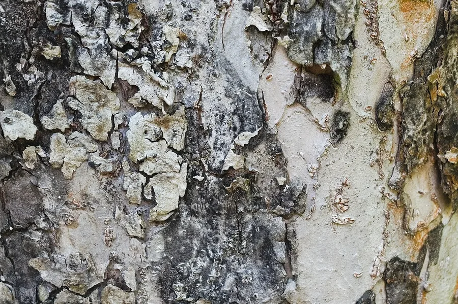 Crabapple — Bark & trunk