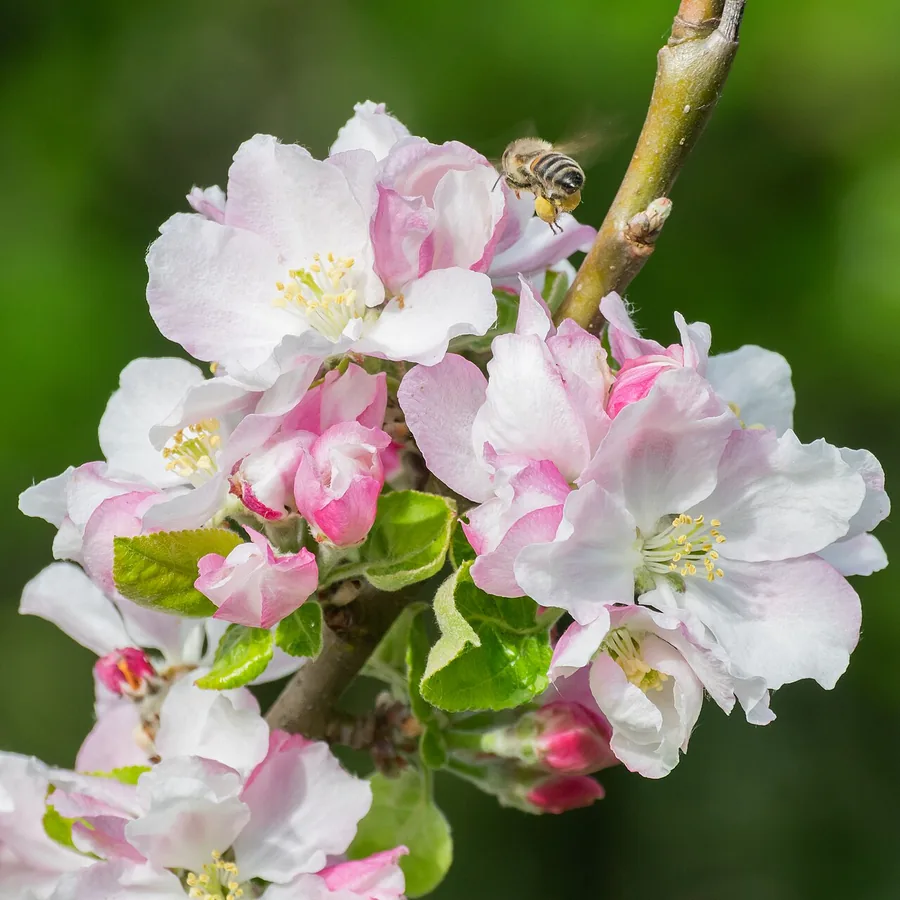 Crabapple — Flower