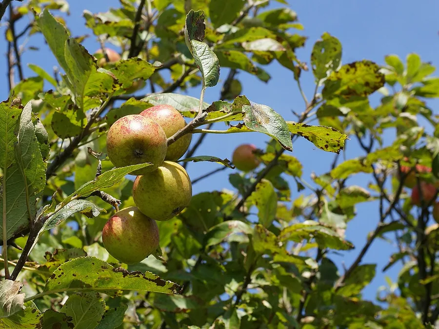 Crabapple — Fruit / seed