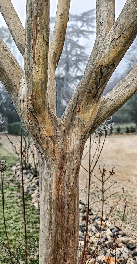 Crepe Myrtle — Bark & trunk