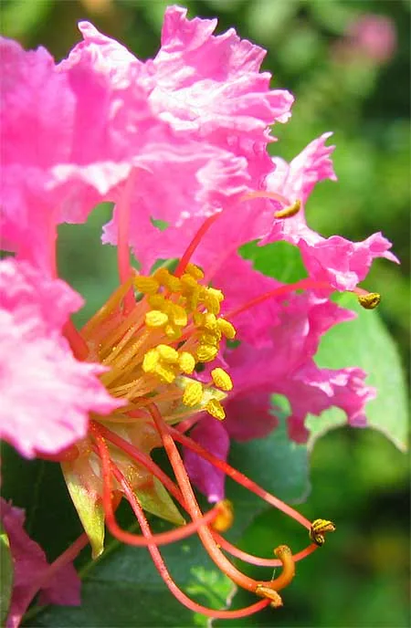 Crepe Myrtle — Flower