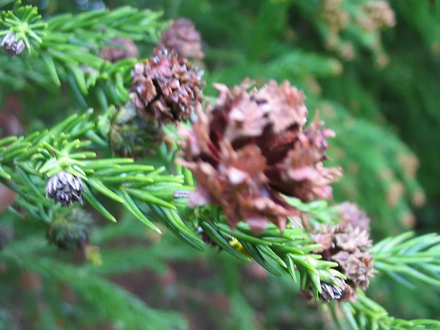 Cryptomeria / Japanese Cedar — Cone