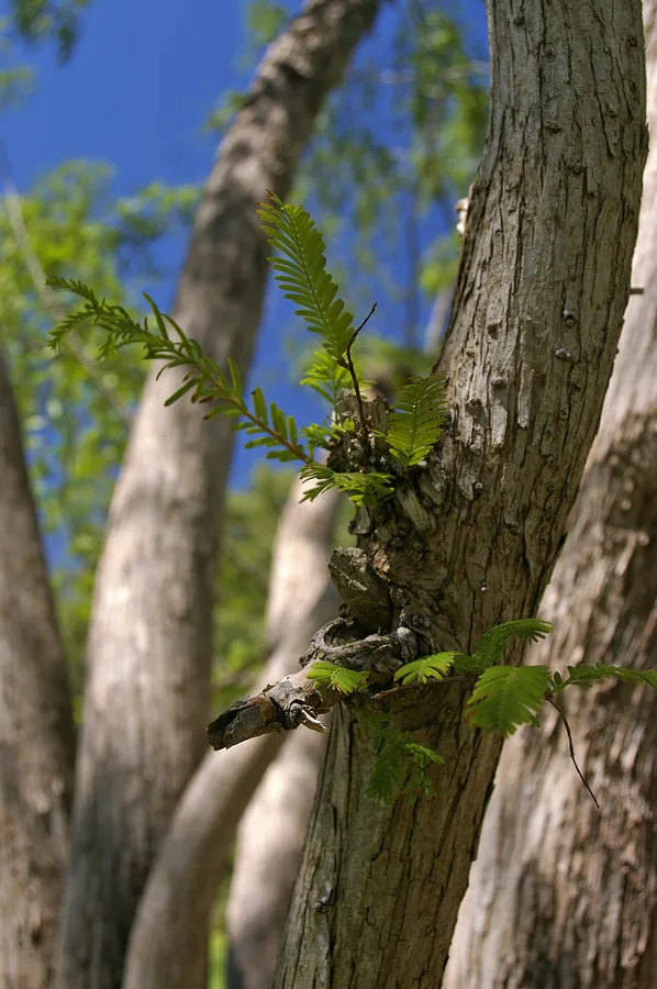 Dawn Redwood — Bark & trunk