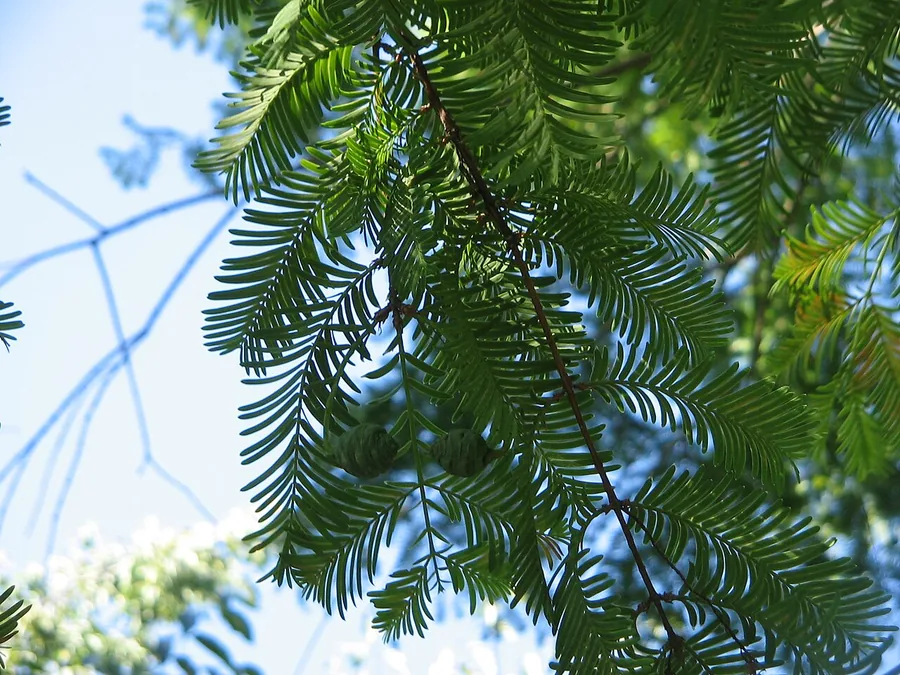 Dawn Redwood — Cone