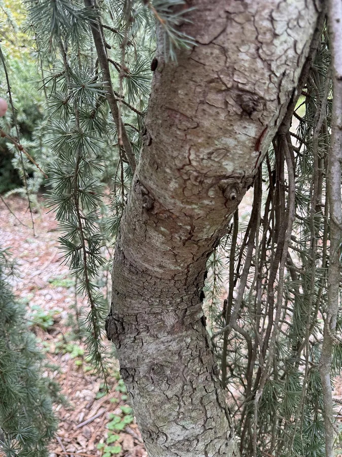 Deodar Cedar — Bark & trunk