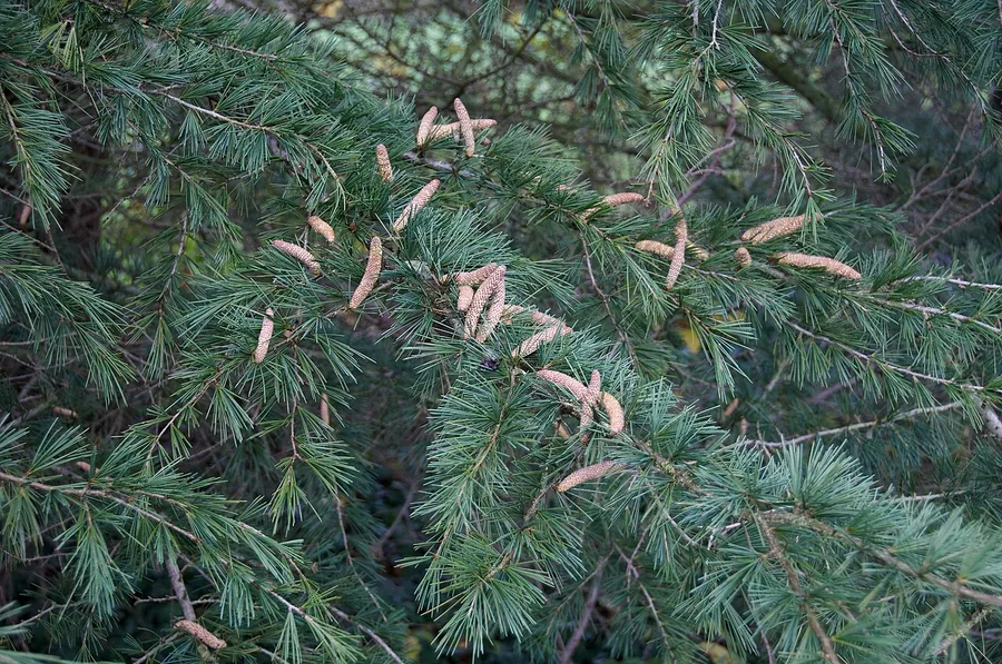 Deodar Cedar — Cone