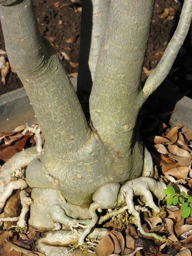 Desert Rose — Bark & trunk