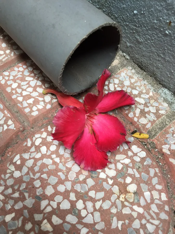 Desert Rose — Flower