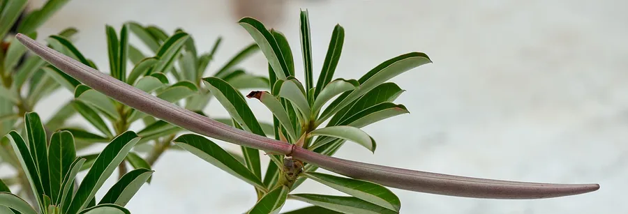 Desert Rose — Fruit / seed