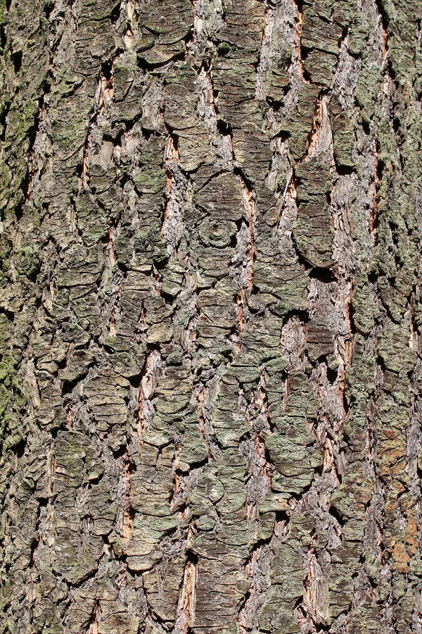 Douglas Fir — Bark & trunk