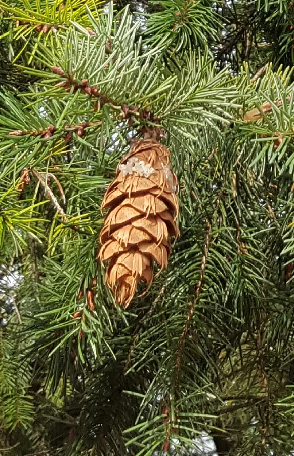 Douglas Fir — Cone