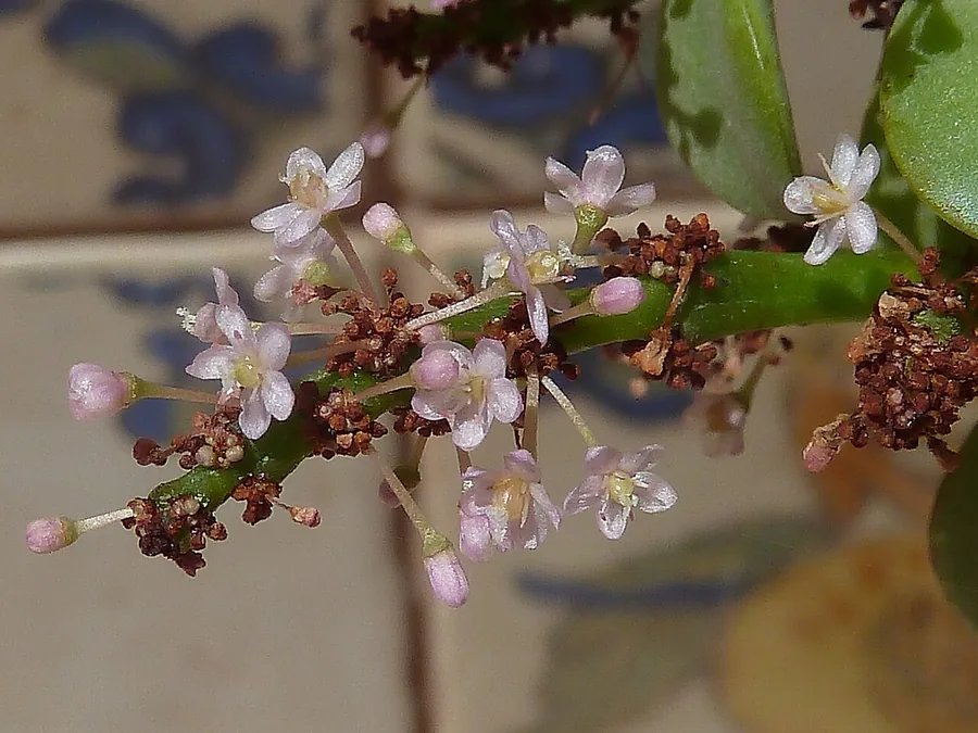 Dwarf Jade / Elephant Bush — Flower