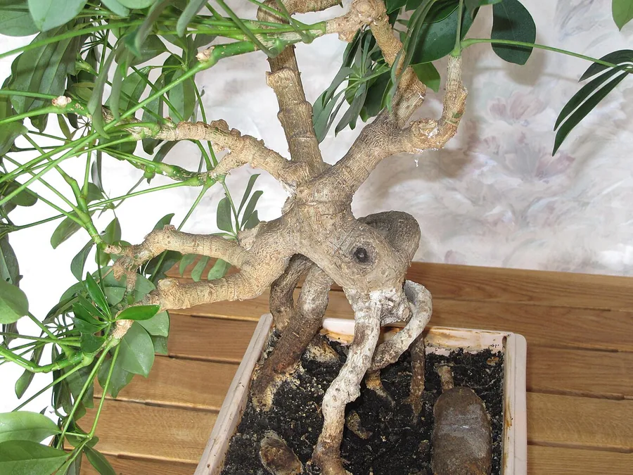 Dwarf Umbrella Tree (Dwarf Schefflera) — Bark & trunk