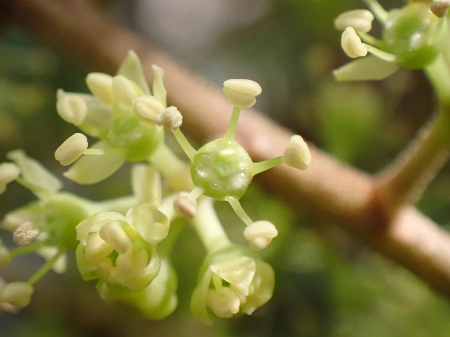 Dwarf Umbrella Tree (Dwarf Schefflera) — Flower