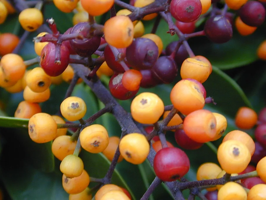 Dwarf Umbrella Tree (Dwarf Schefflera) — Fruit / seed