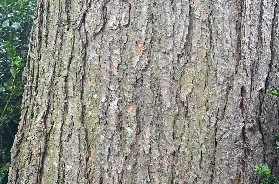 Eastern Hemlock (Canadian Hemlock) — Bark & trunk