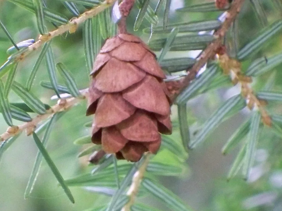 Eastern Hemlock (Canadian Hemlock) — Cone