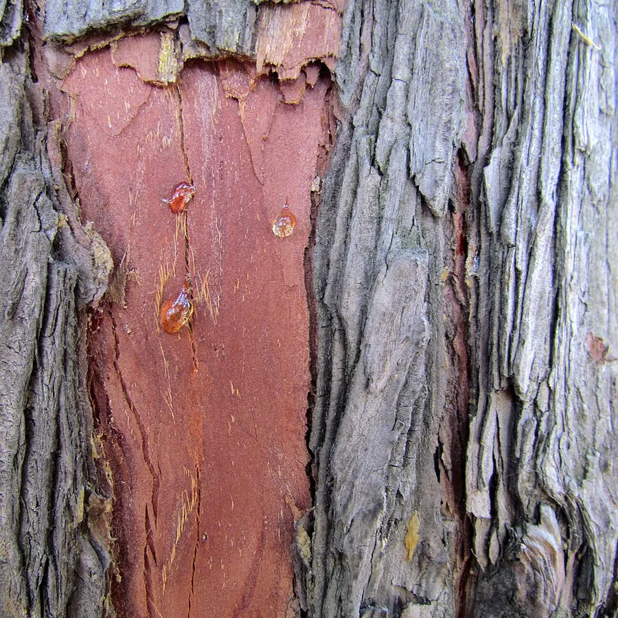 Eastern Red Cedar — Bark & trunk