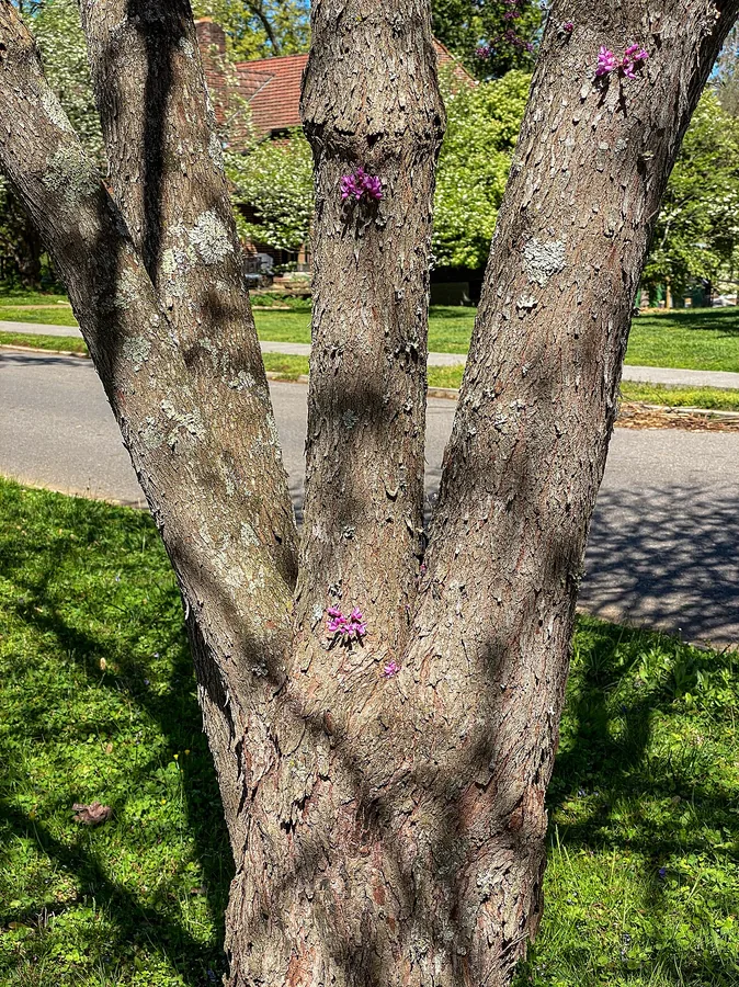 Eastern Redbud — Bark & trunk