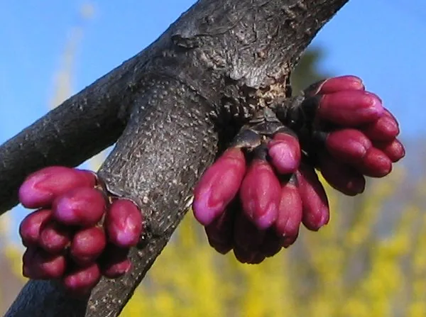 Eastern Redbud — Flower