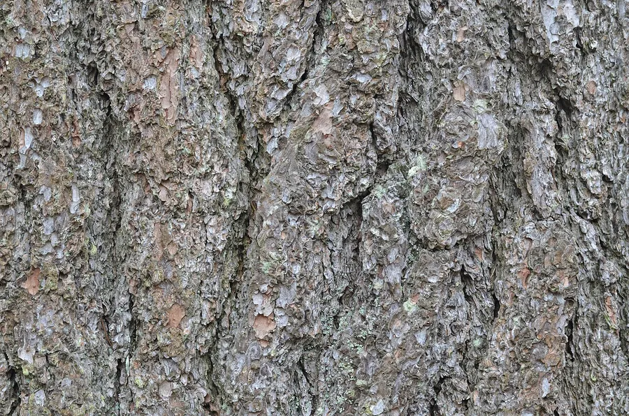 Eastern White Pine — Bark & trunk