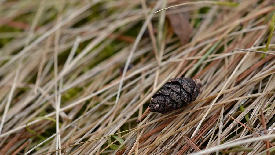 Eastern White Pine — Cone