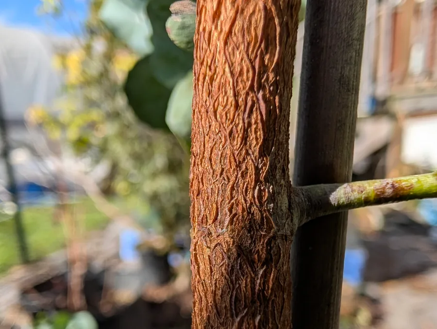 Rough, wrinkled orange-brown bark on the young trunk of a nursery eucalyptus, beside a dark support stake and a green side shoot
