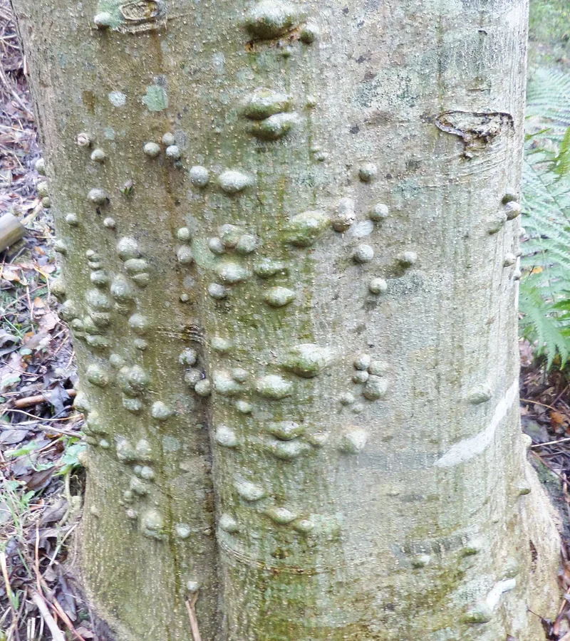 European Ash — Bark & trunk