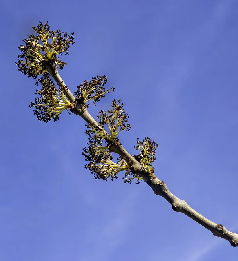 European Ash — Flower