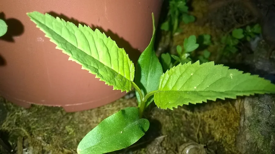 European Ash — Fruit / seed