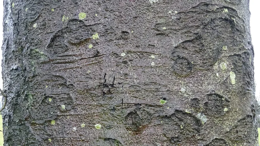 European Beech — Bark & trunk