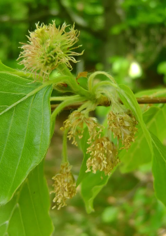 European Beech — Flower
